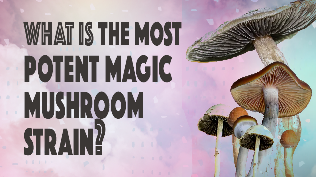 Magic Mushroom Strain